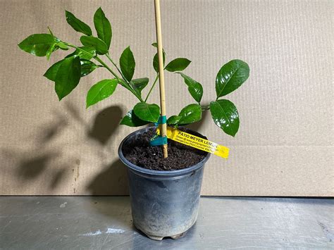 Lemon Trees Georgia Grown Citrus