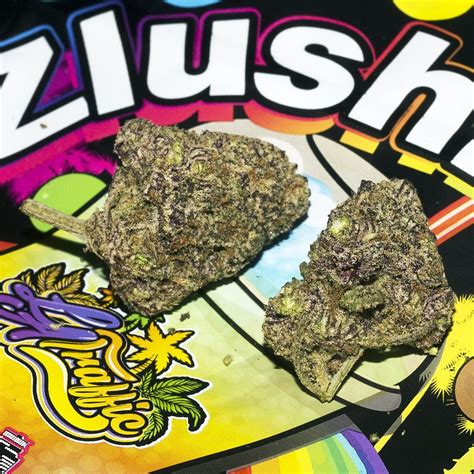 Zlushi, more commonly written as Zlushie, is an indica-dominant weed strain made from a genetic cross between Ice Cream Cake, Grape Zkittlez, and Gelato 41. Zlushi is approximately 20% THC and 1% CBD, making this strain an ideal choice for moderately experienced cannabis consumers or for new users i.... 