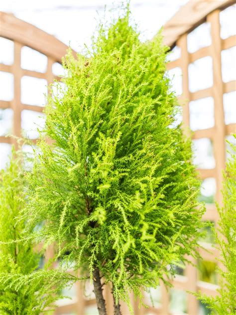Lemon cypress plant. Citrus plants are very versatile around the home and may be used as individual specimens, hedges or container plants. Their natural beauty and ripe fruits make them attractive additions to the South Georgia home scene. Cold-hardy varieties that receive recommended care may grow successfully in the coastal and extreme southern areas of … 
