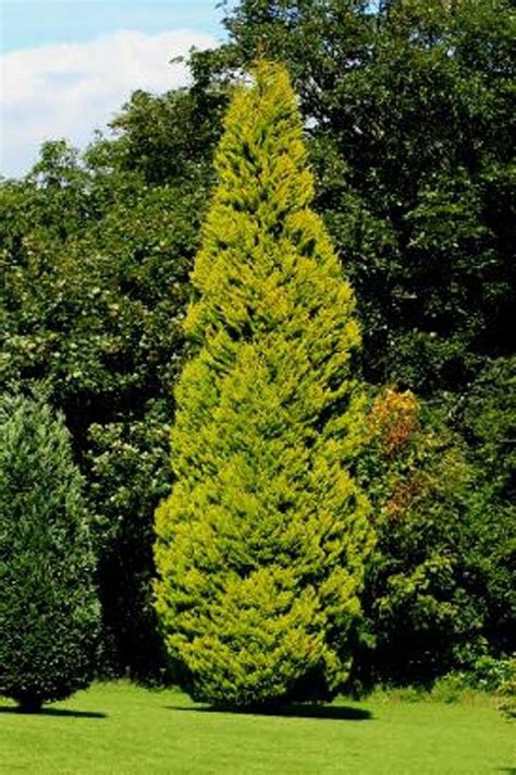 Lemon cypress trees. The lemon cypress (Cupressus macrocarpa) is an excellent choice for an indoor plant. This small conifer usually grows to 3 feet, making it ideal for indoor gardening. With the recognition of its green-yellow needle-like foliage, the tree has many adorers. 