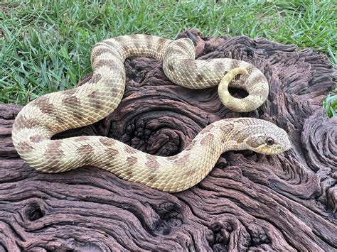 Lemon ghost hognose. Things To Know About Lemon ghost hognose. 