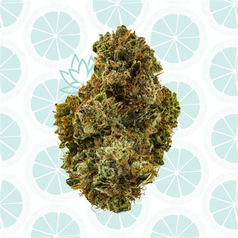 About this Hybrid Strain. A cross between Lemon Jack and Frozen Margy, this euphoric strain packs a psychoactive punch that users say leaves them relaxed and in a euphoric state of bliss. Its Indica leaning effects come on quickly for some, with many noting a narcotic-like body buzz that left them feeling hazy and heavy.