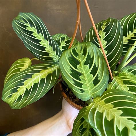 Lemon lime maranta. Maranta leuconeura 'Lemon Lime' Light Requirements: Indirect Sun Pet Friendly: Yes Pot Size: 4 Inch Halifax Store: Low Availability Saint John Store: Not Available Bloom Colour: Purple Price: $19.99/EA Out of Stock . Available in Store Only. Overview; Maranta is a beautiful houseplant known for its unique foliage. ... 