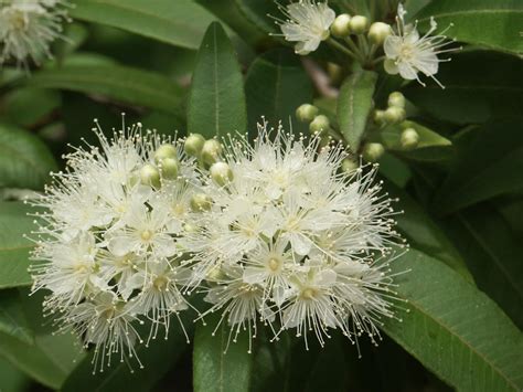 Lemon myrtle (Backhousia citriodora) - JungleDragon