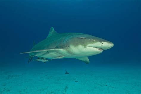 Lemon shark facts. แผนที่การกระจายฉลามมะนาว Chris_huh ฉลามชอบน้ำอุ่นกึ่งเขตร้อนตามแนวไหล่ทวีป ปลาฉลามขนาดเล็กอาจพบได้ในน้ำตื้น รวมทั้งอ่าวและแม่น้ำ ในขณะที่ปลา ... 