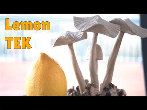 Lemon tek mushrooms. Fungi are multi-disciplinary soil improvers and all-around plant helpers. Lots of gardeners seem to dislike finding mushrooms growing in their beds or on their lawns, but spotting a mushrooms isn’t a bad thing—it’s actually a sign the soil ... 