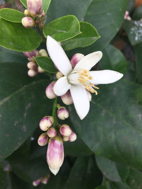 Lemon tree blossoms. 4 Jan 2021 ... The flowering process in citrus is primarily induced by cold temperatures or by drought stress, depending on the climate where it is being grown ... 