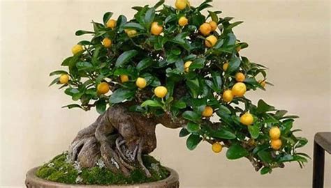 Lemon tree bonsai. Step 1: Selecting a Suitable Lemon Tree. Step 2: Pruning and Shaping Techniques. Step 3: Choosing the Right Container. Step 4: Planting and Potting … 