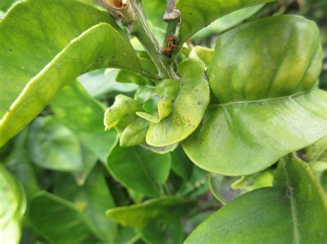 Lemon tree leaves curling. You should immediately start treatment at the first signs of black canker on a lemon tree. Scrape the affected areas with a knife down to the healthy wood. Disinfect the wound with a 5% solution of iron sulfate. Do not seal the lemon tree wound with anything because it will do more harm than good. 