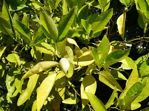 Lemon tree leaves turning yellow. When a lemon tree lacks iron, the leaves turn yellow while the veins remain green. Adding iron chelate to the soil can help address this deficiency. Magnesium deficiency: Magnesium is another crucial nutrient for chlorophyll production. When a lemon tree lacks magnesium, the older leaves turn yellow, starting from the edges and … 