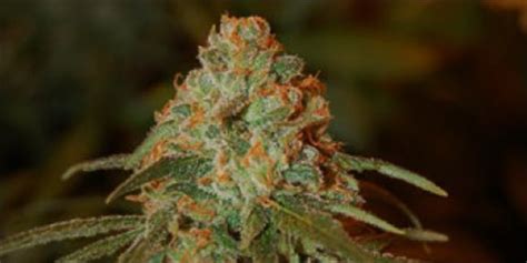 Lemon Skunk, also known as "Lemon Skunk OG," is a sativa-dominant hybrid marijuana strain developed from two special Skunk phenotypes hand-picked by the breeder. This classic strain is known to .... 