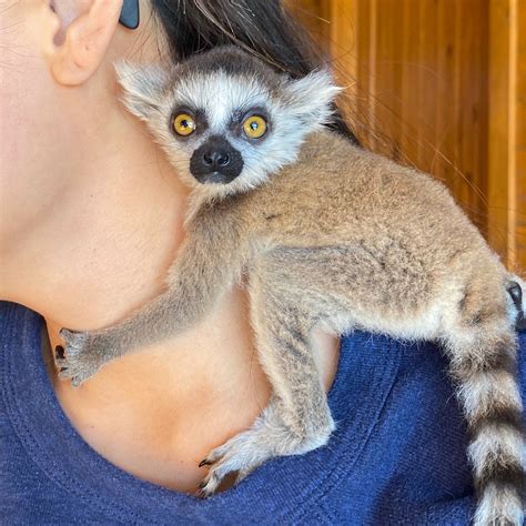 SIZE. Ring-tailed lemurs are about 1 meter in length with more than half of their length being the tail. Head and body: 385-455 millimeters or 17 ¾ inches. Tail: 560-624 millimeters or approximately 21 ½ inches. Weight: 2.5-3.5 kilograms (5 ½-7 ½ lbs) REPRODUCTION. Ring-tails are sexually inactive for most of the year.. 