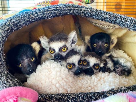 Sep 12, 2021 · Lemurs can be housed together 