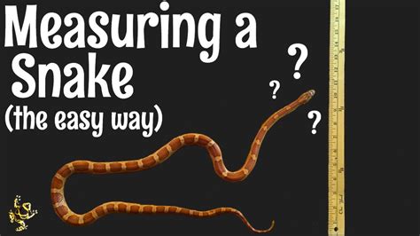 Length of a snake. Things To Know About Length of a snake. 