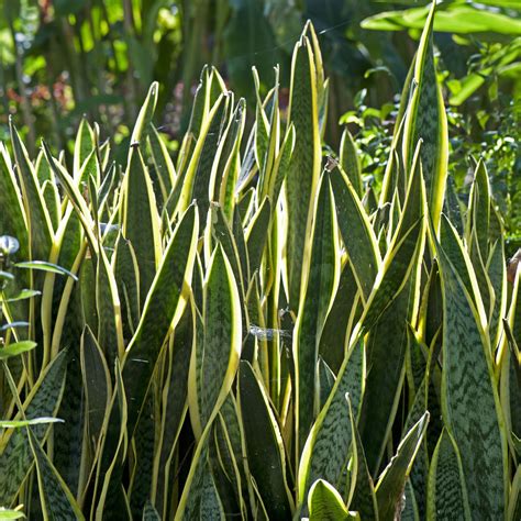 Planta de interior - Planta para la casa o la oficina - Sansevaria - Lengua  de suegra variegada - Aprox. 30 cm de alto: : Jardín