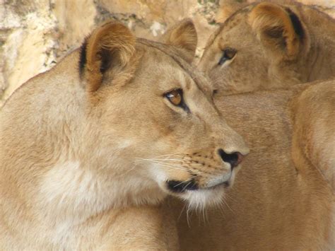 Leonas - Sin embargo, cuando las crías alcanzan la madurez, las leonas pueden tener una relación más compleja con ellas. Al comienzo, pueden tolerarse y les permiten permanecer en la manada. En cambio, si el número de leonas en la manada es alto, pueden enfrentarse a ellas y ser expulsadas si se convierten en una amenaza …