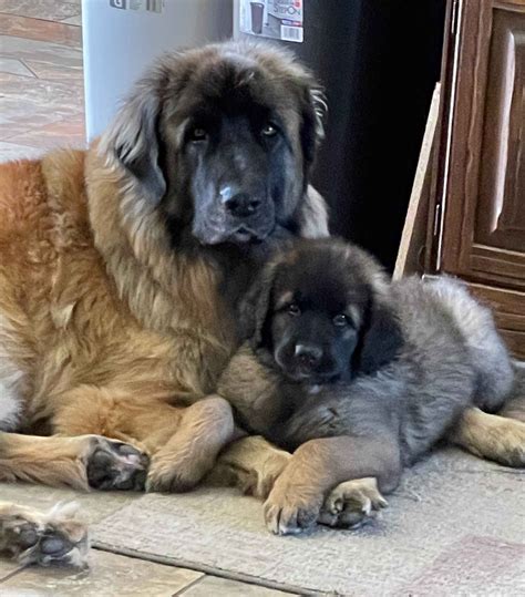 Loving & living with this majestic breed since 1999! Teva was determined to not be pregnant. We have plans to breed BD in the next couple of months. Puppy Questionnaire (Link Below) Leonberger …. 