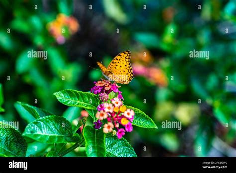 Leopard Butterfly Onlyfans Leak
