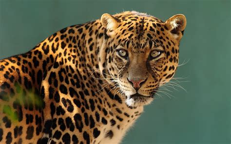 Leopard Face Predator View