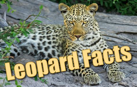 Leopard Facts for Kids in 2024 (Fun, Wild & Interesting) - Cool Kid Facts