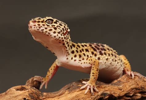 Leopard Gecko Price