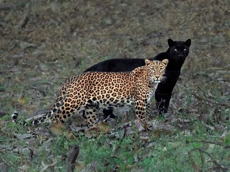 Leopard and Black Panther spotted together in India. With my …