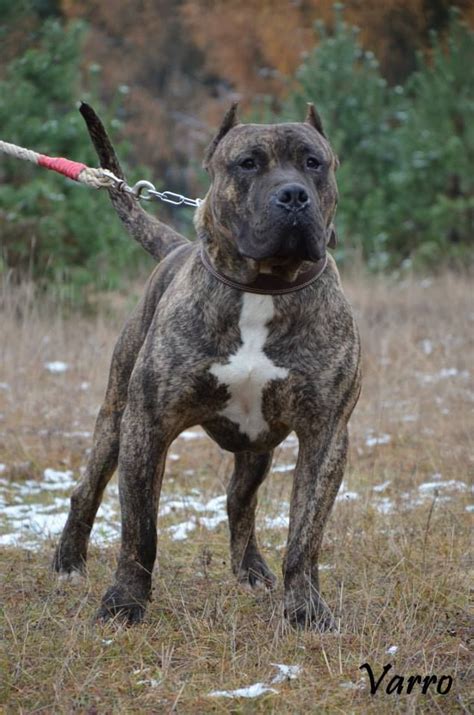 The Louisiana Catahoula Leopard Dog has a well-muscled, powerful body that’s medium to large in size and just slightly longer than it is tall with a broad head, short coat, drop ears and undocked tail. He gives the impression of agility and endurance. . Leopard bully for sale
