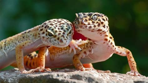 Leopard gecko lifespan. Leopard Gecko Lifespan. Leopard geckoes, when compared to other reptiles, are a long-lived species, living for an average of six to ten years. It’s not unusual for some male specimens to live upwards of 10, and even 20, years. There’s even one male on record that was still breeding at the ripe old age of 27 ½. Leopard Gecko Appearance 