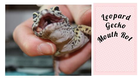 Leopard gecko mouth rot. Leopard gecko mouth rot occurs when small cuts along the reptile’s mouth or gums get infected or when tiny bits of food stuck in their teeth leads to infection. … 