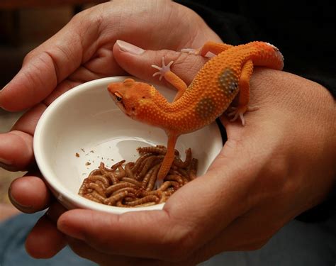 Leopard gecko not eating. Things To Know About Leopard gecko not eating. 