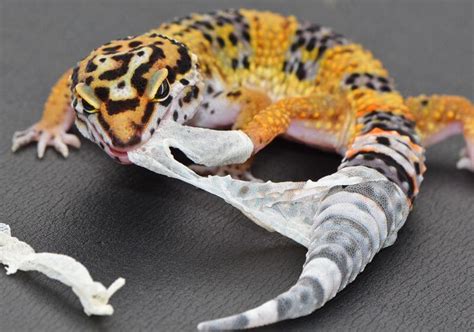 Leopard gecko shedding. Leopard geckos also need multiple "hides," small, enclosed structures to hide and feel safe in. There should be at least a dry and warm hide, a warm and humid hide (for shedding), and a cool hide ... 