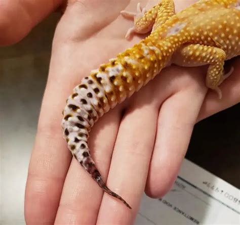 Leopard gecko tail problems.  Sep 20, 2023 · Leopard gecko tail rot is a concernin...