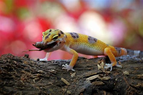 Leopard geckos