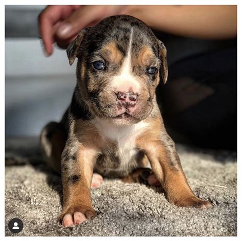 American bully puppies for sale in Connecticut. Besides red nose Pitbulls and blue pitbull puppies, we have American bully xl puppies in different coat colors. We often deliver requests for Merle, Lilac, Fawn, and Brindle pitbull puppies. Also, we meet clients who want tri-color Pitbulls whose unique coat is a marvel to behold.. 
