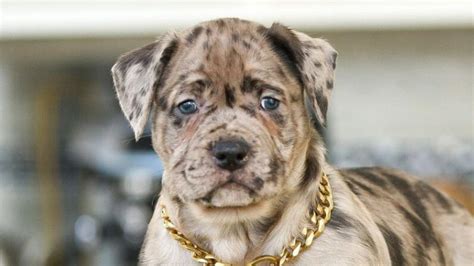 The Leopard Merle Pitbull is a fascinating and uniq