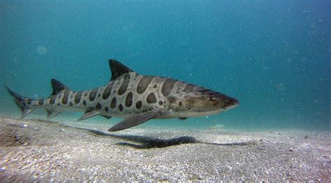 Leopard sharks la jolla. During the last few months of summer, leopard sharks descend on the cove of La Jolla for the warm water, which helps them to speed up the birthing process. ... September is the best month most years, as this is … 