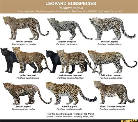 Leopard subspecies list.  b. com 2021 Genera in evolutionary order.  The leopard (...