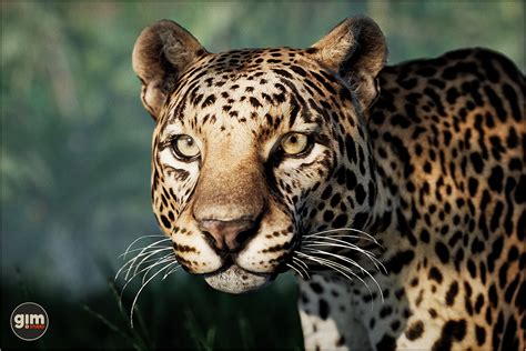 🍌 [CLIP] Leopard705 Onlyfans Leaked