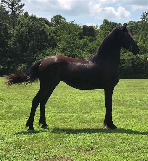 Leopold - Griffin Sport Horses