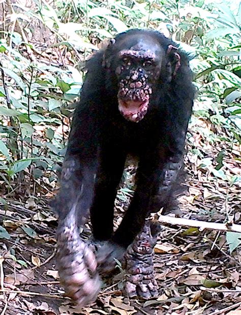 Leprosy confirmed in wild chimpanzees EurekAlert!