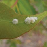 Lerps and psyllids Business Queensland