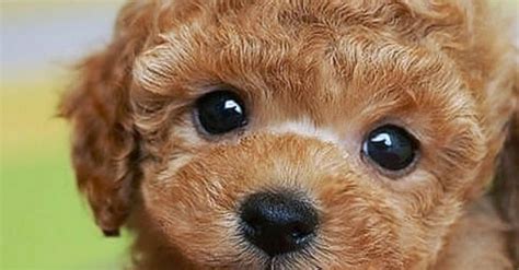 Les Chiots