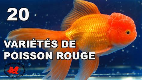 Les Poissons rouges