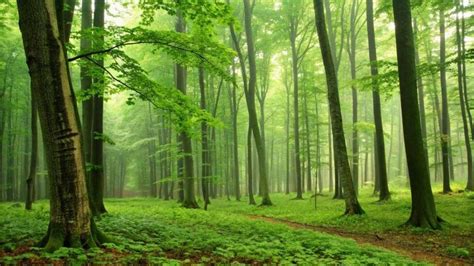 Les arbres