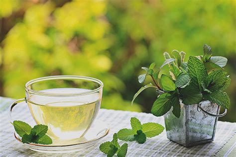 Les femmes enceintes peuvent-elles boire du thé à la menthe?