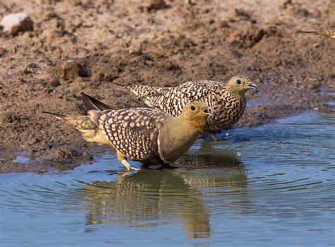 Les plumes ultra-absorbantes de cet oiseau africain pourraient …