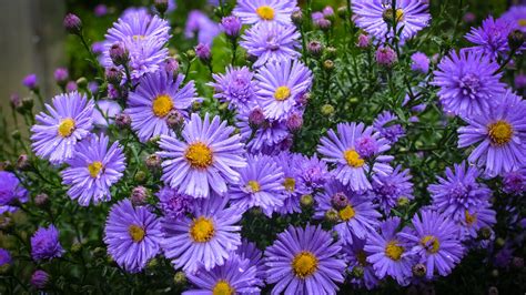 Les plus beaux asters