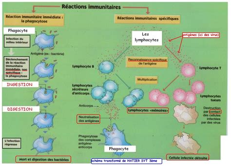 Les réactions immunitaires – Cours de SVT