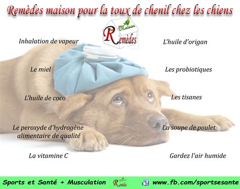 Les remèdes homéopathiques pour la toux de chenil - ChienSa.com