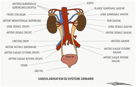 Les vaisseaux sanguins des organes génito urinaires du périnée et du pelvis. - Handbook of adhesion by d e packham.